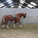 Training 12